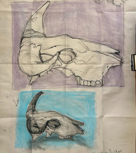 Cow Skull -- From Life